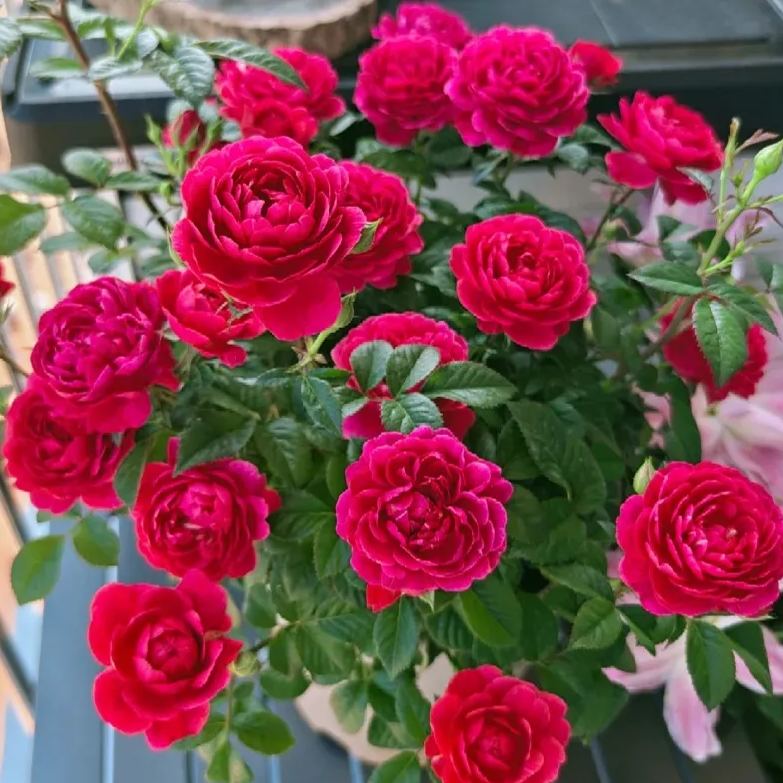 Juice Series Roses Seeds