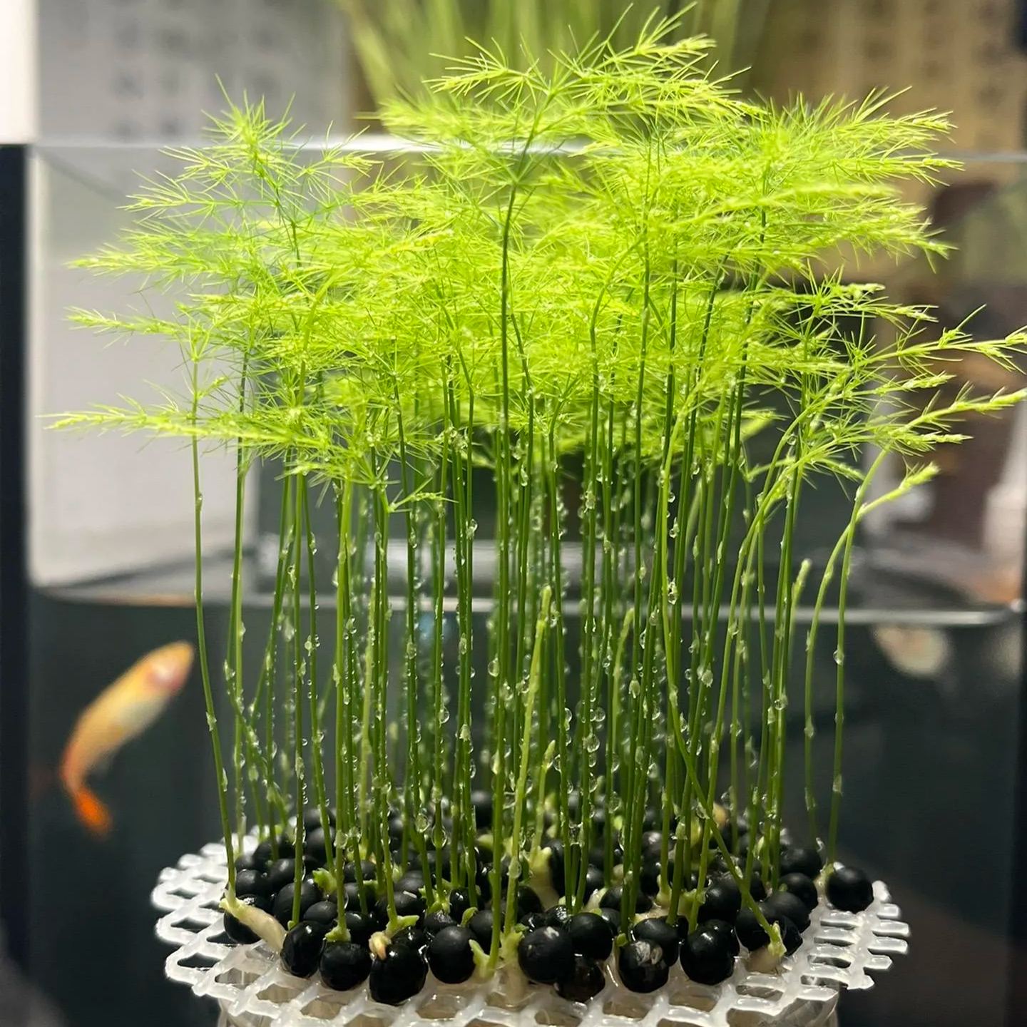 🎍 Glücksbambus-Samen ✨ Bring das Glück nach Hause!