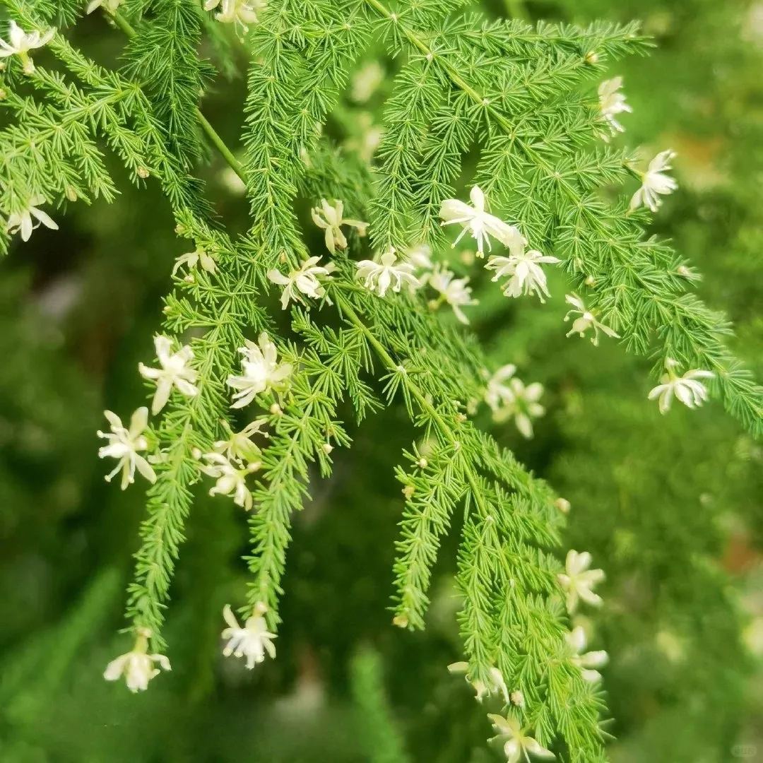 🎍 Glücksbambus-Samen ✨ Bring das Glück nach Hause!
