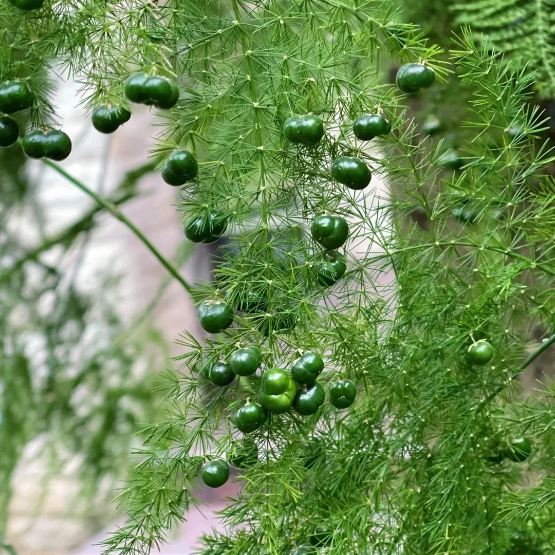 🎍 Glücksbambus-Samen ✨ Bring das Glück nach Hause!