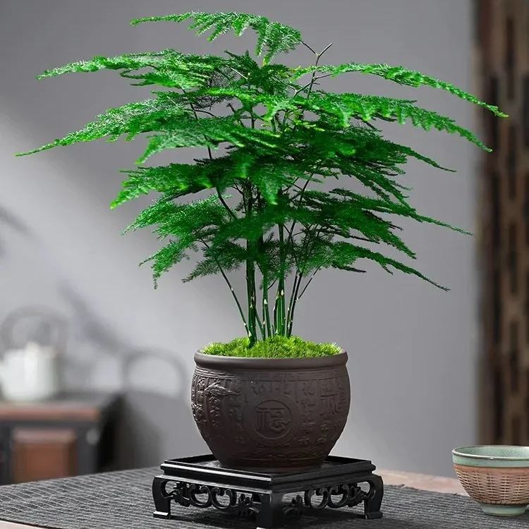 🎍 Glücksbambus-Samen ✨ Bring das Glück nach Hause!