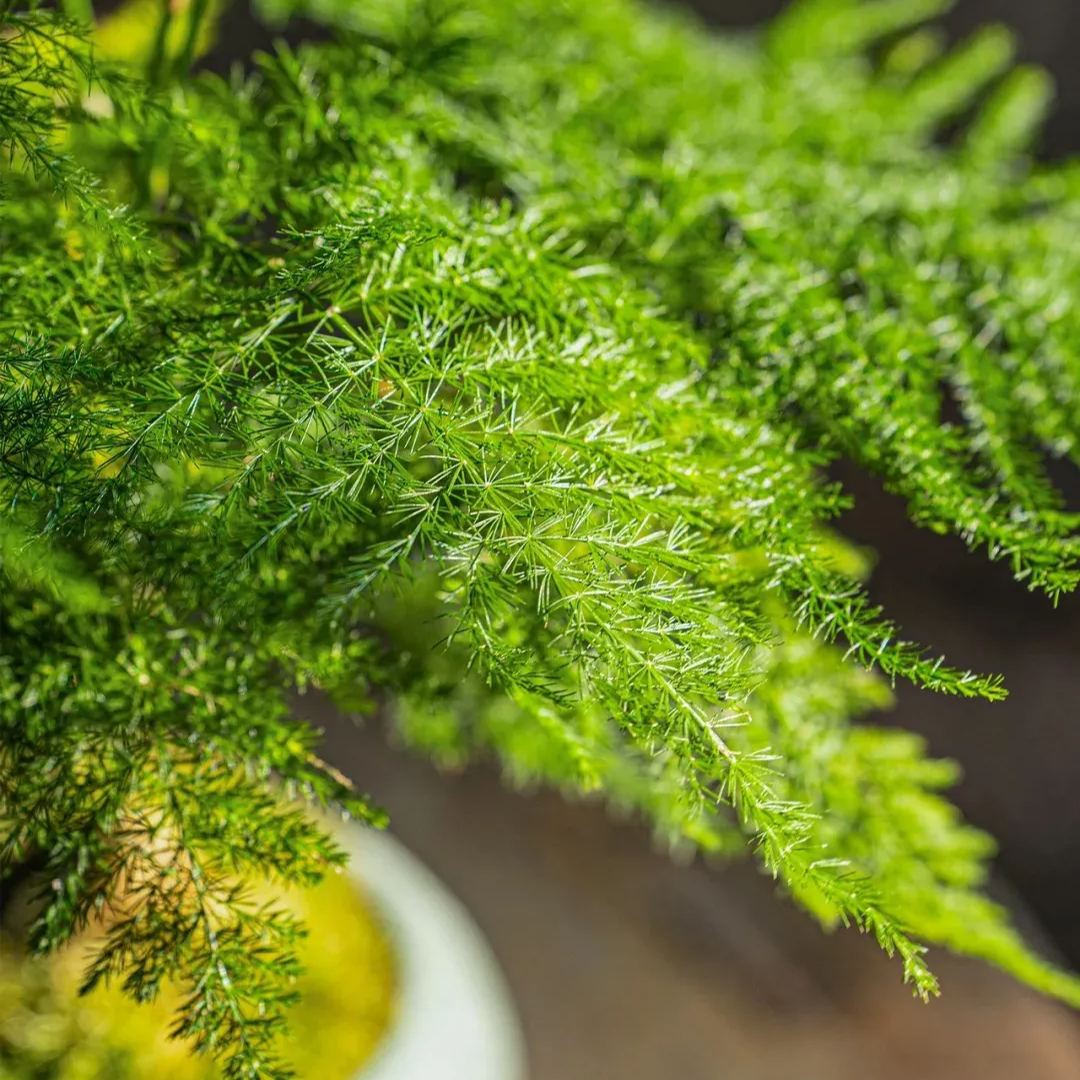 🎍 Glücksbambus-Samen ✨ Bring das Glück nach Hause!