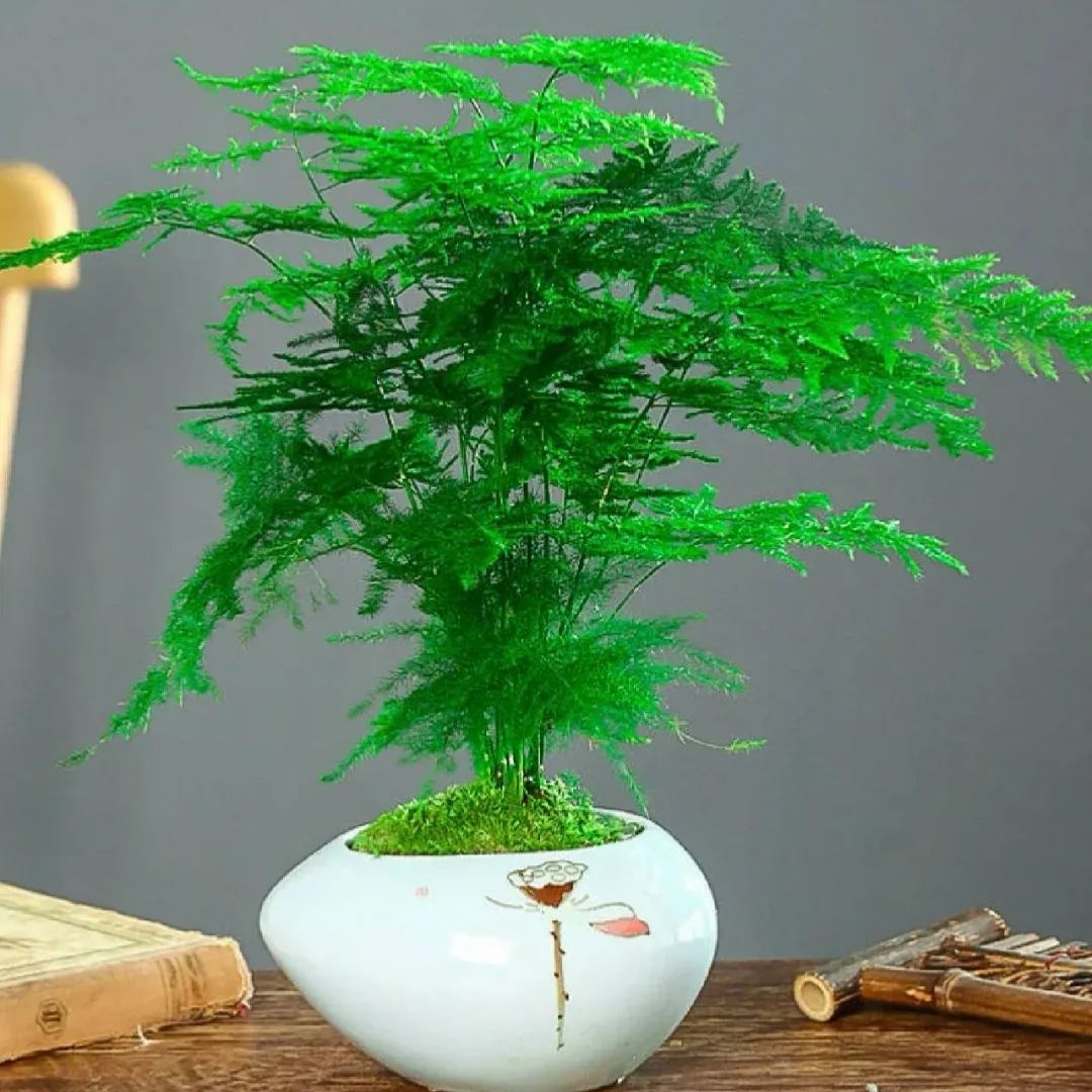 🎍 Glücksbambus-Samen ✨ Bring das Glück nach Hause!