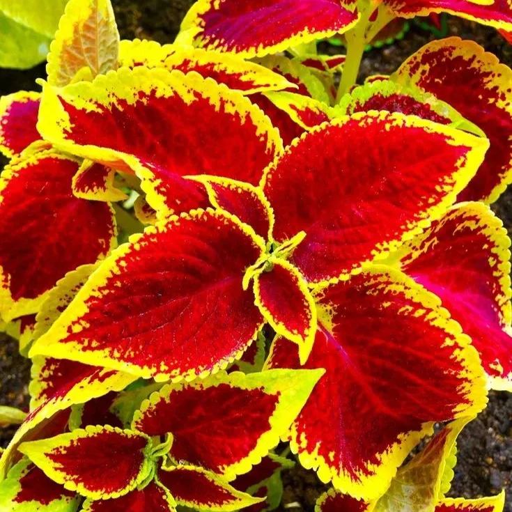 Rare Coleus Seeds