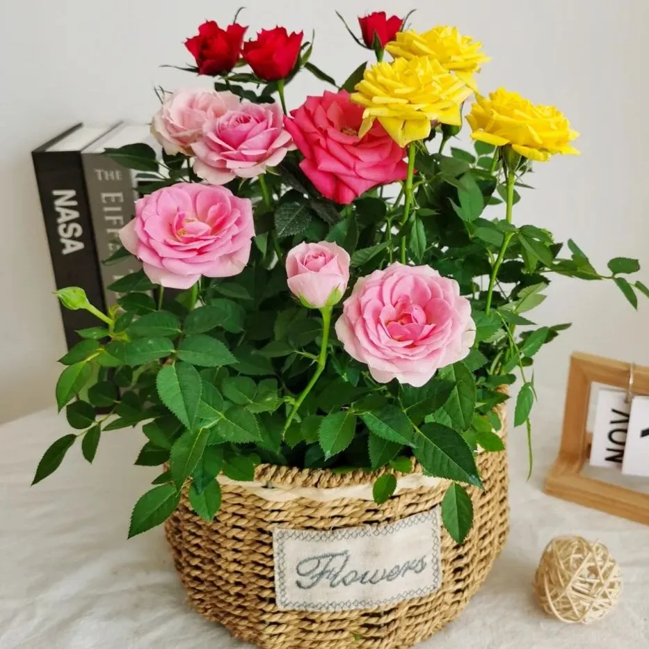 🌈Bunte Miniaturrosen🌹