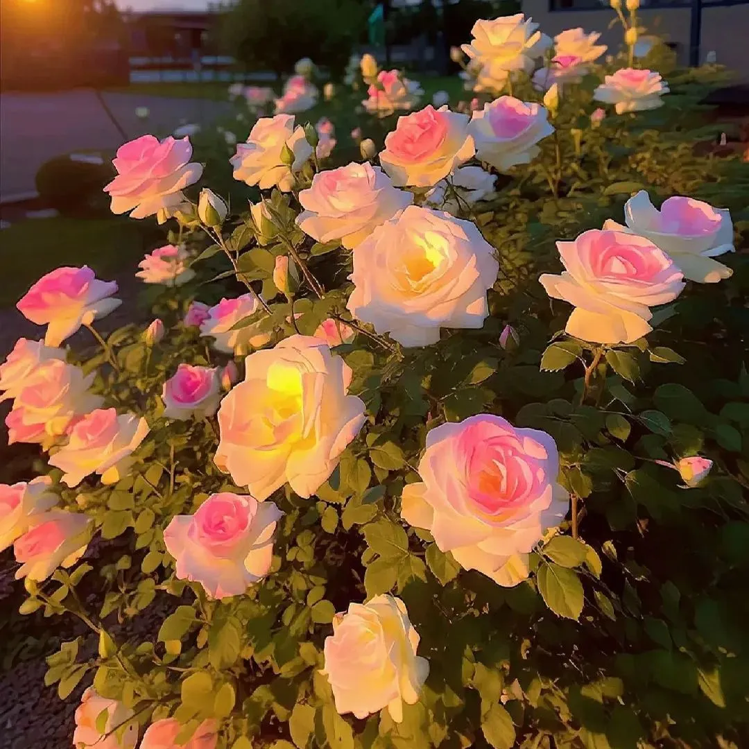 🌱 Seltene Samen - Datura Langaros Rosen der westlichen Regionen 🌹