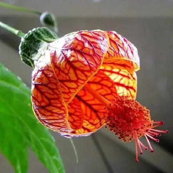 🌈Neues Produkt auf den Markt gebracht🦄Goldene Glockenblumensamen✨Blumen blühen kopfüber