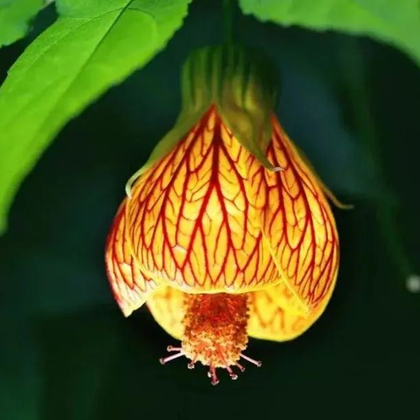 🌈Neues Produkt auf den Markt gebracht🦄Goldene Glockenblumensamen✨Blumen blühen kopfüber