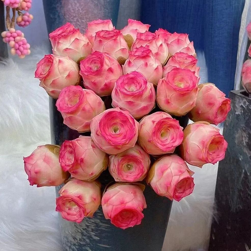 Bergrosensamen – Seltene Sukkulenten – Erhältlich in drei Farben