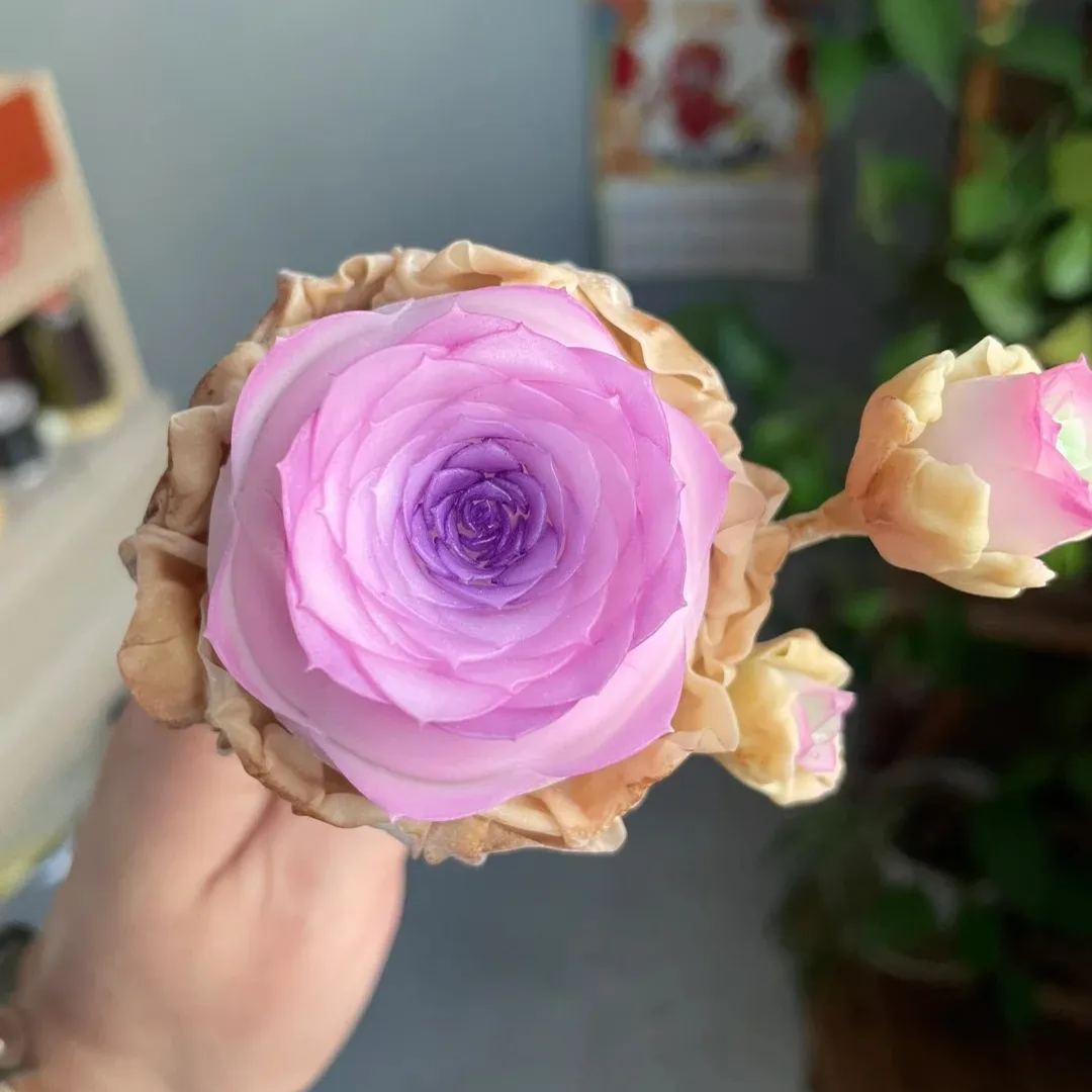 Bergrosensamen – Seltene Sukkulenten – Erhältlich in drei Farben