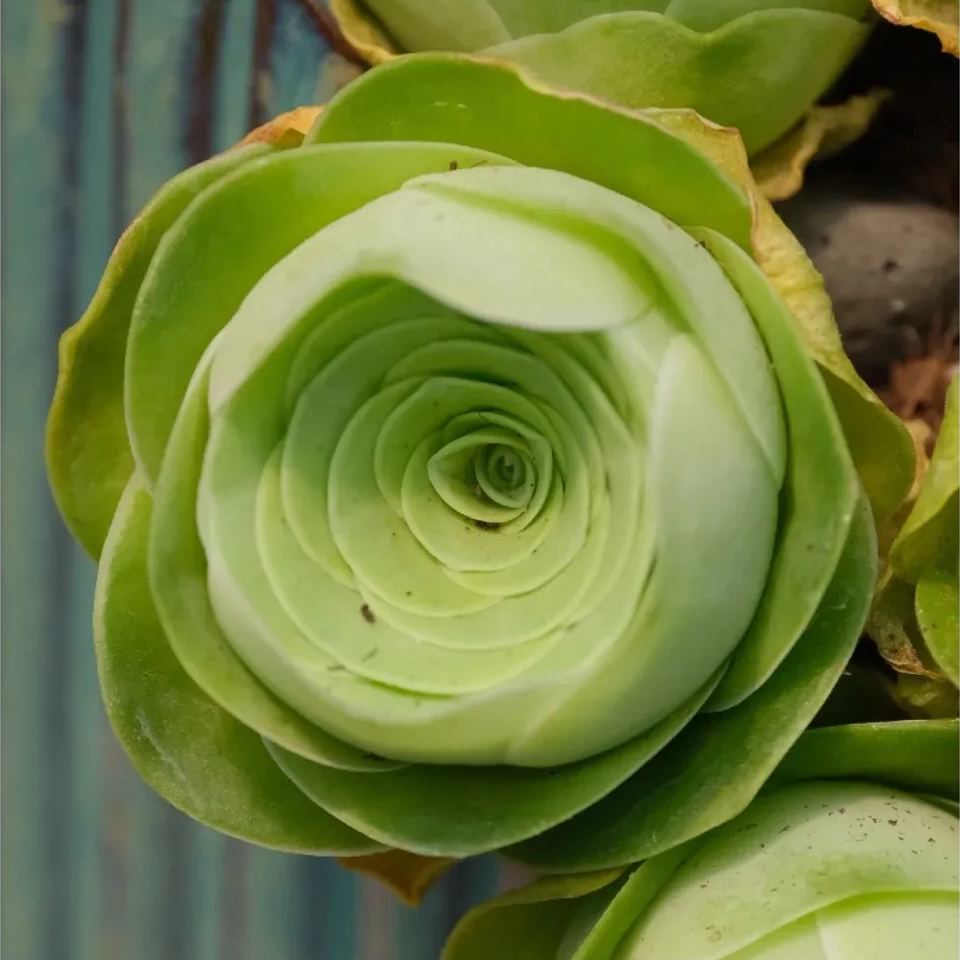 Bergrosensamen – Seltene Sukkulenten – Erhältlich in drei Farben