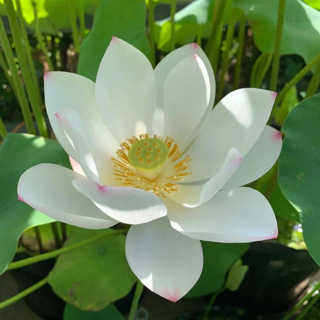 【🌸7 TAGE KEIMUNG🌸】LETZTER TAG SALE - 50% RABATT💐DIE HEILIGE BONSAI-SCHALE LOTUSBLÜTE