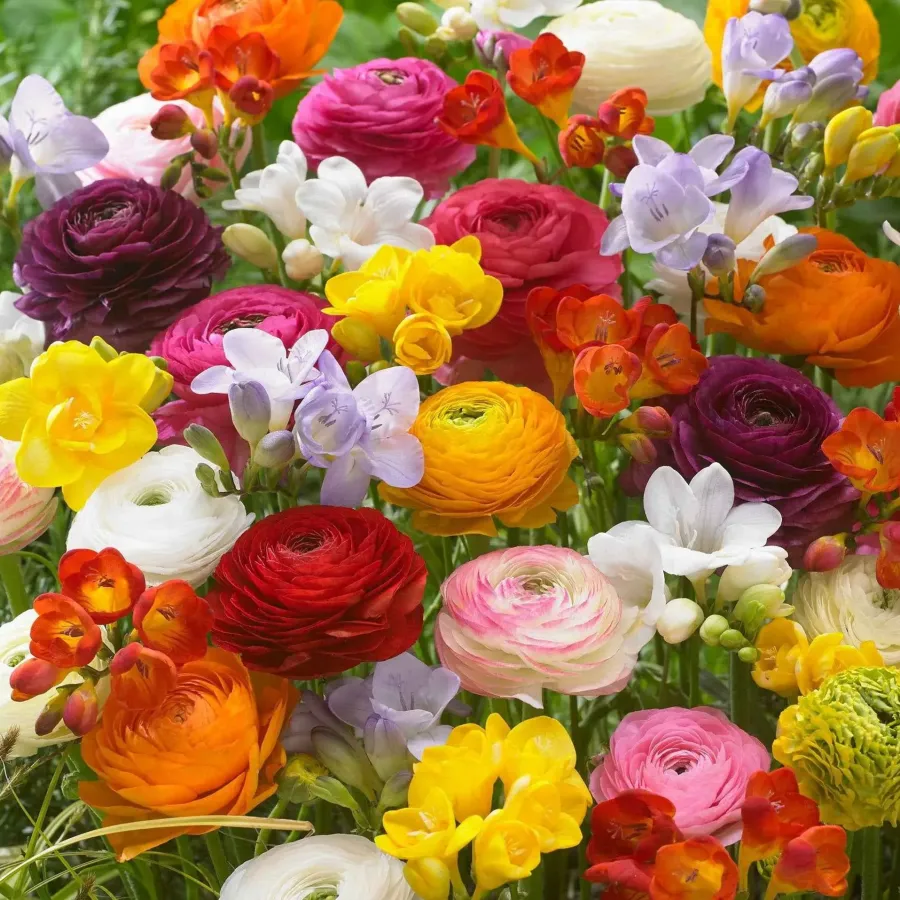 🌸 Perennials Ranunculus  Mixed color Plants  - Garden Flower Seeds