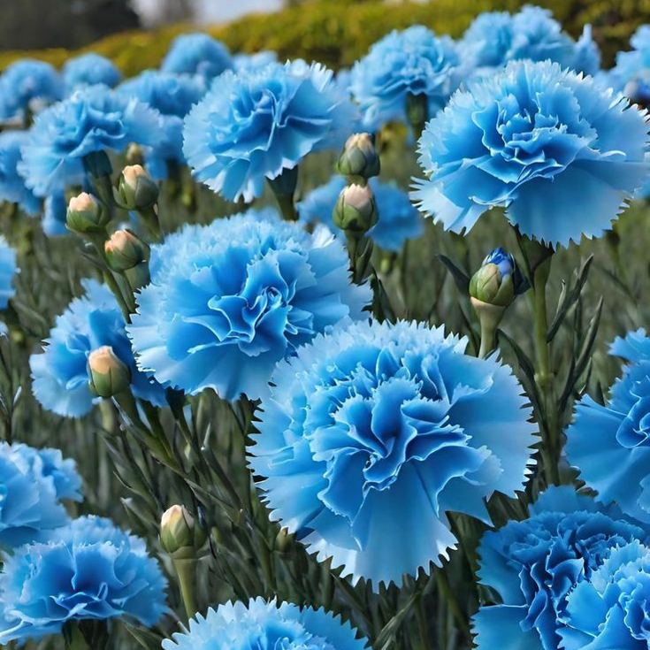 🌸Colorful Carnations Flower Seeds for Planting Perennial