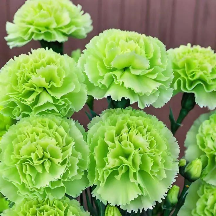 🌸Colorful Carnations Flower Seeds for Planting Perennial