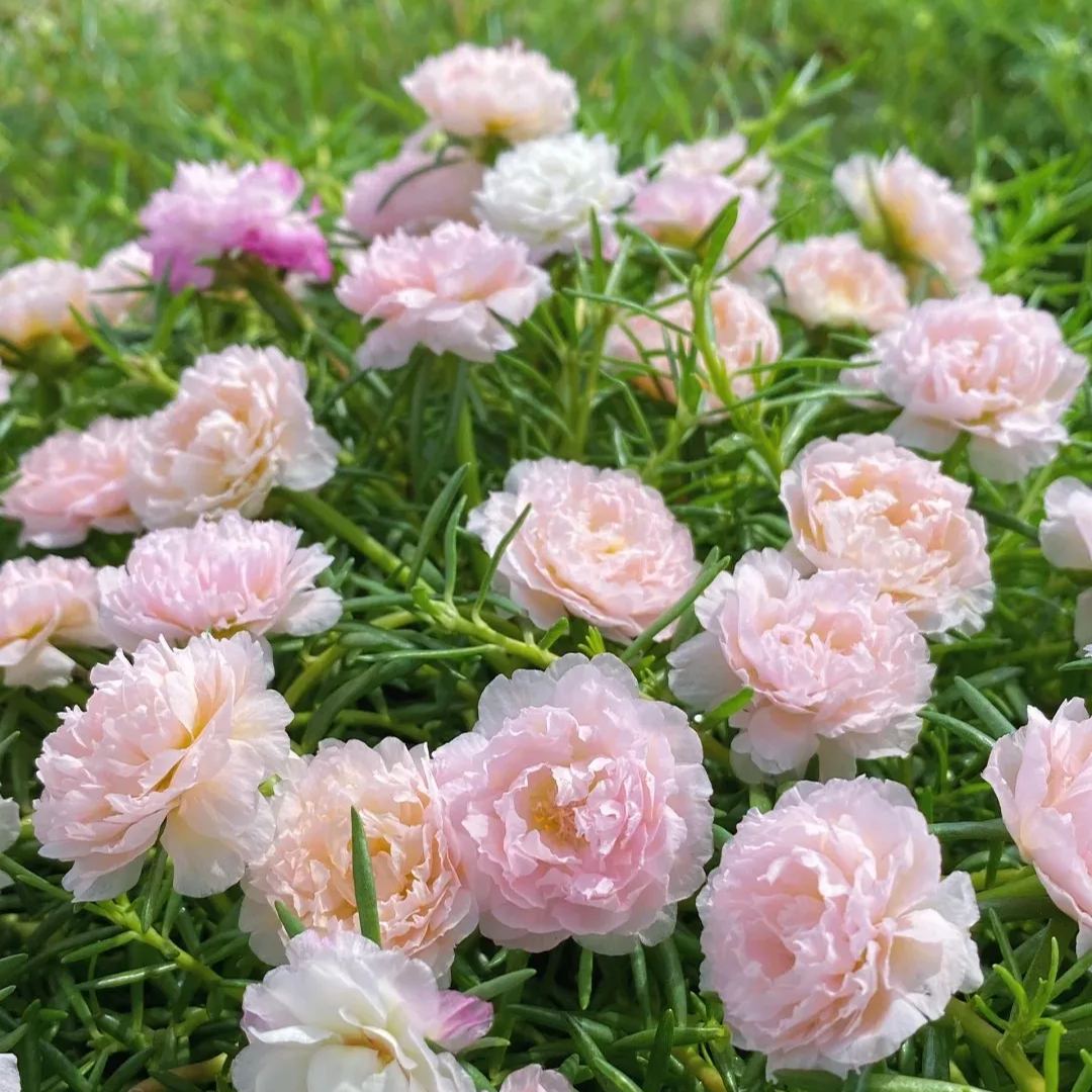 10000 Mixed Moss Rose Seeds