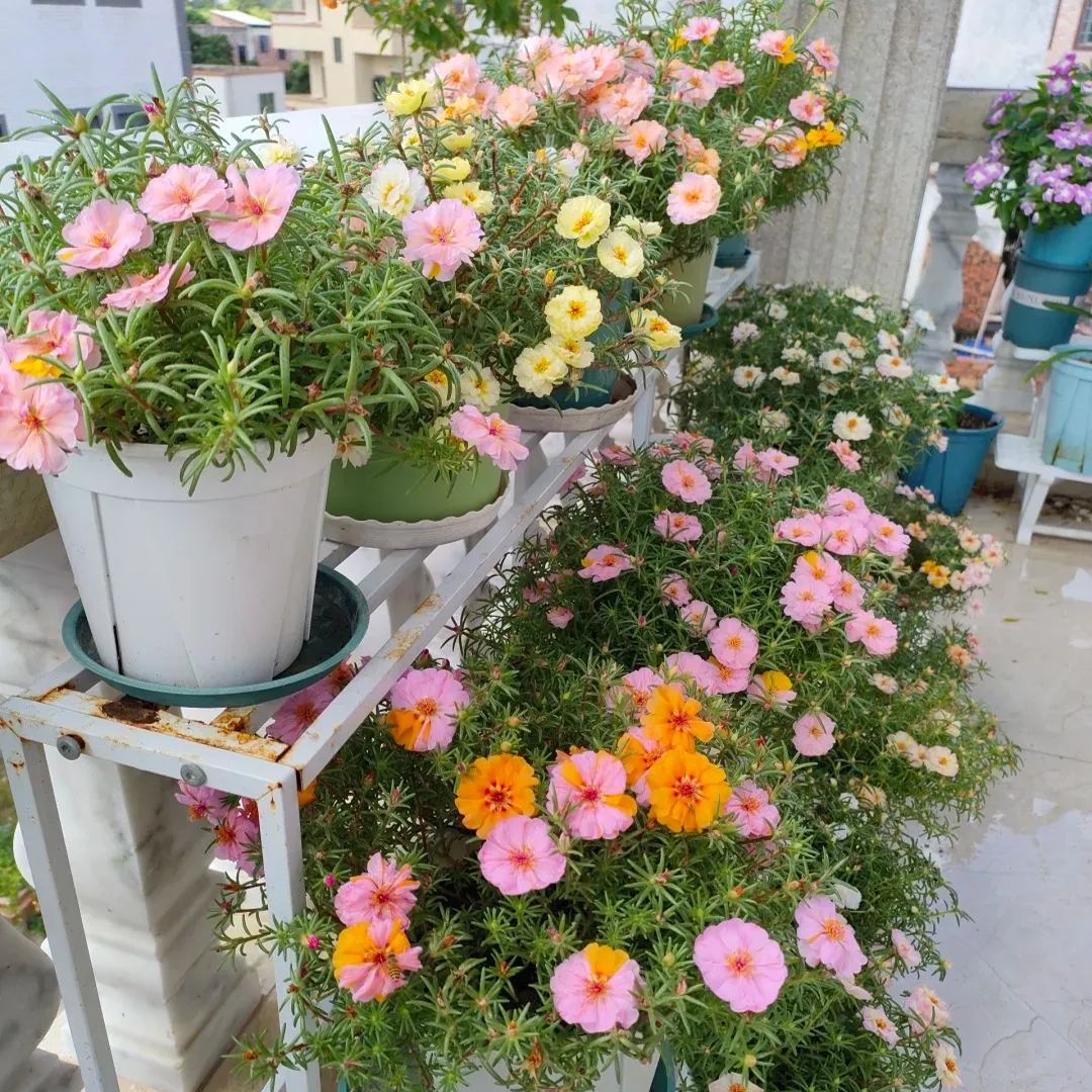 10000 Mixed Moss Rose Seeds