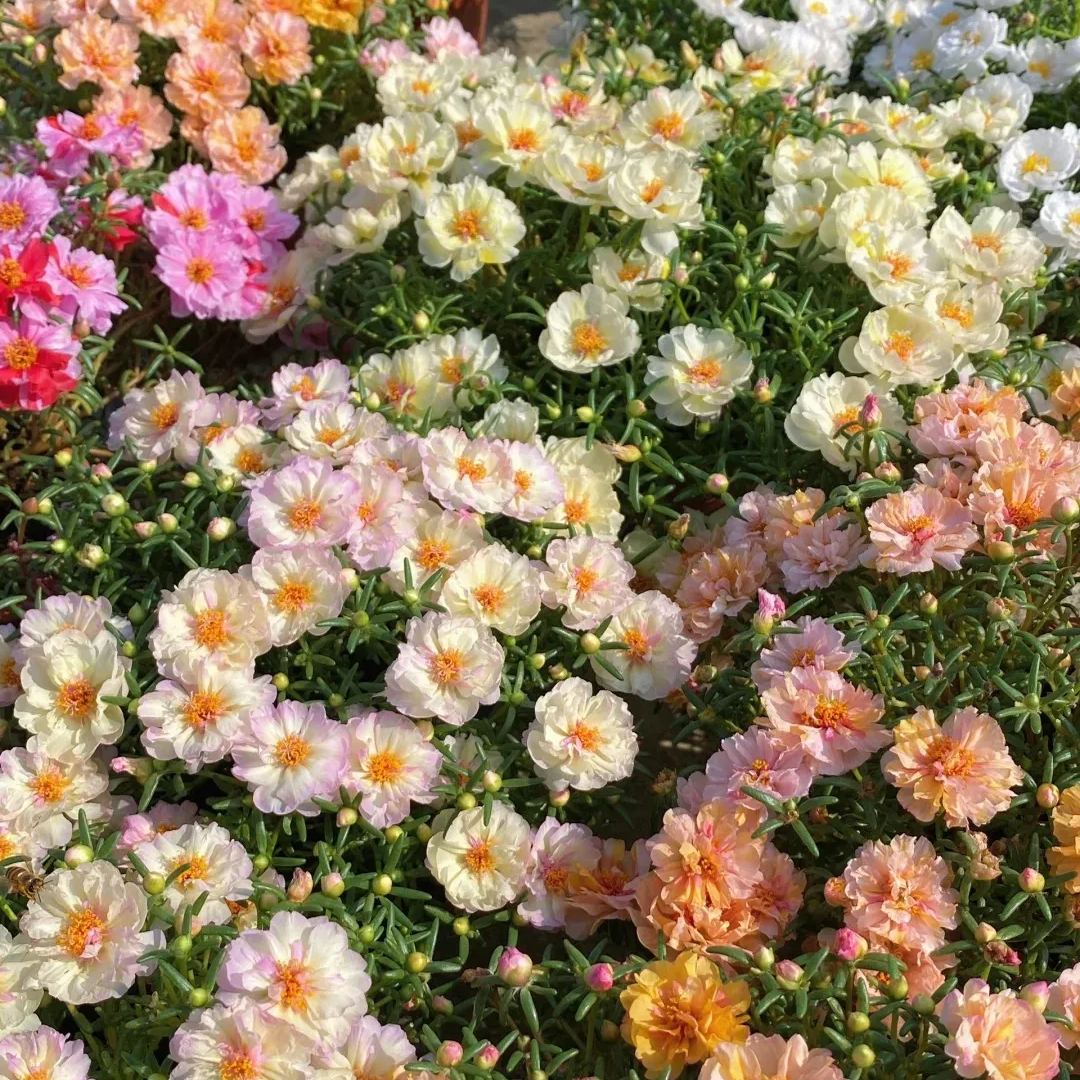 10000 Mixed Moss Rose Seeds