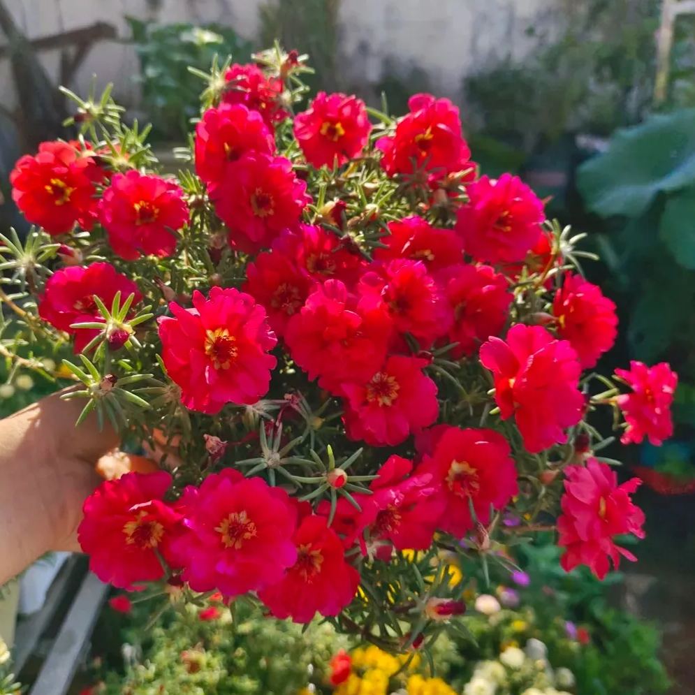 10000 Mixed Moss Rose Seeds