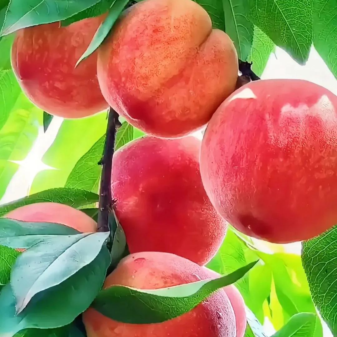 Blood Peach Tree Seeds