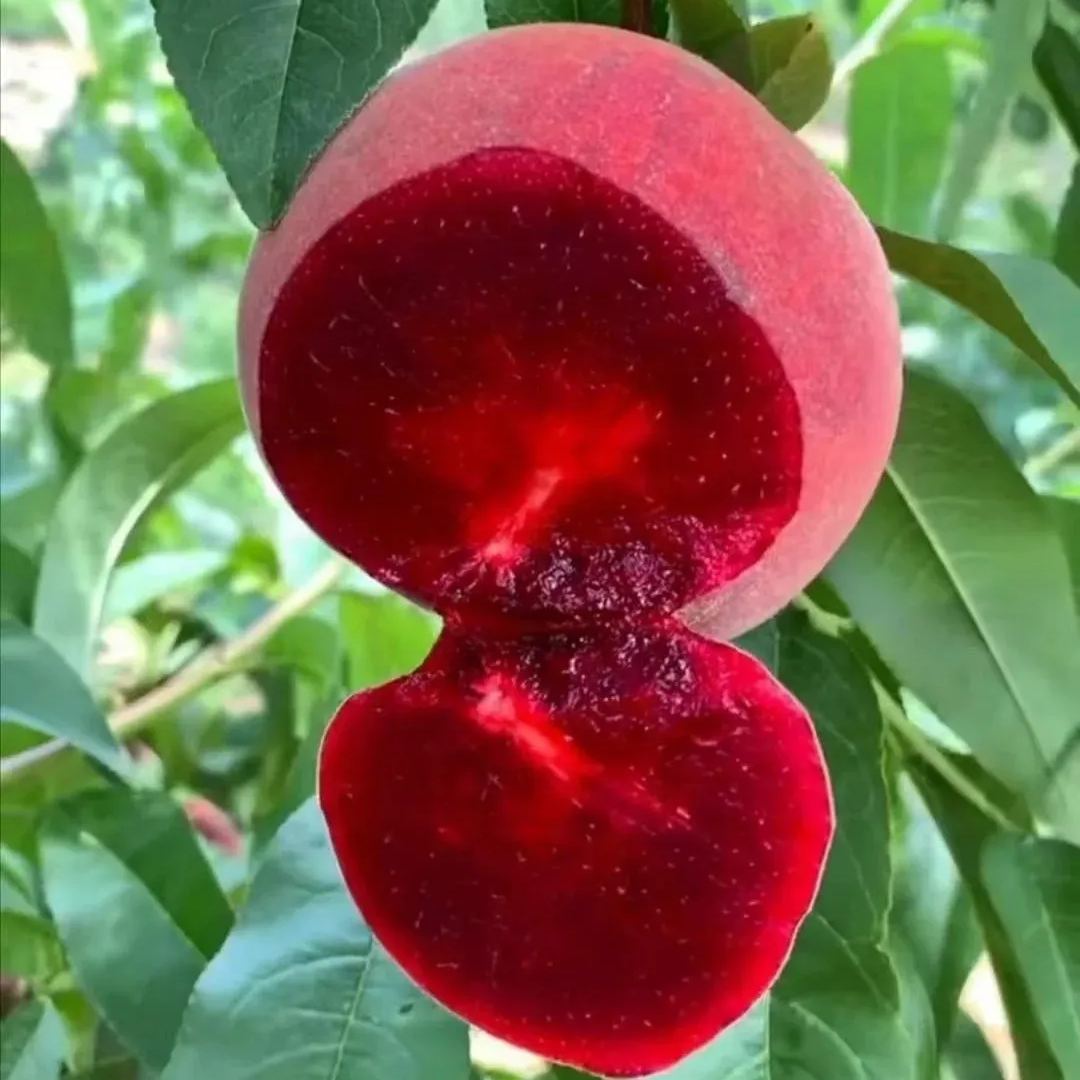 Blood Peach Tree Seeds