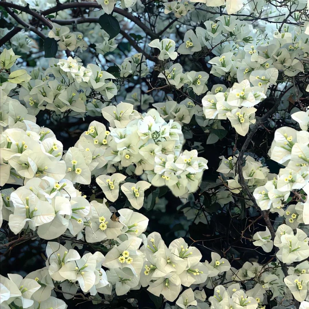 Mixed Colors Bougainvillea Seeds Perennial Ornamental
