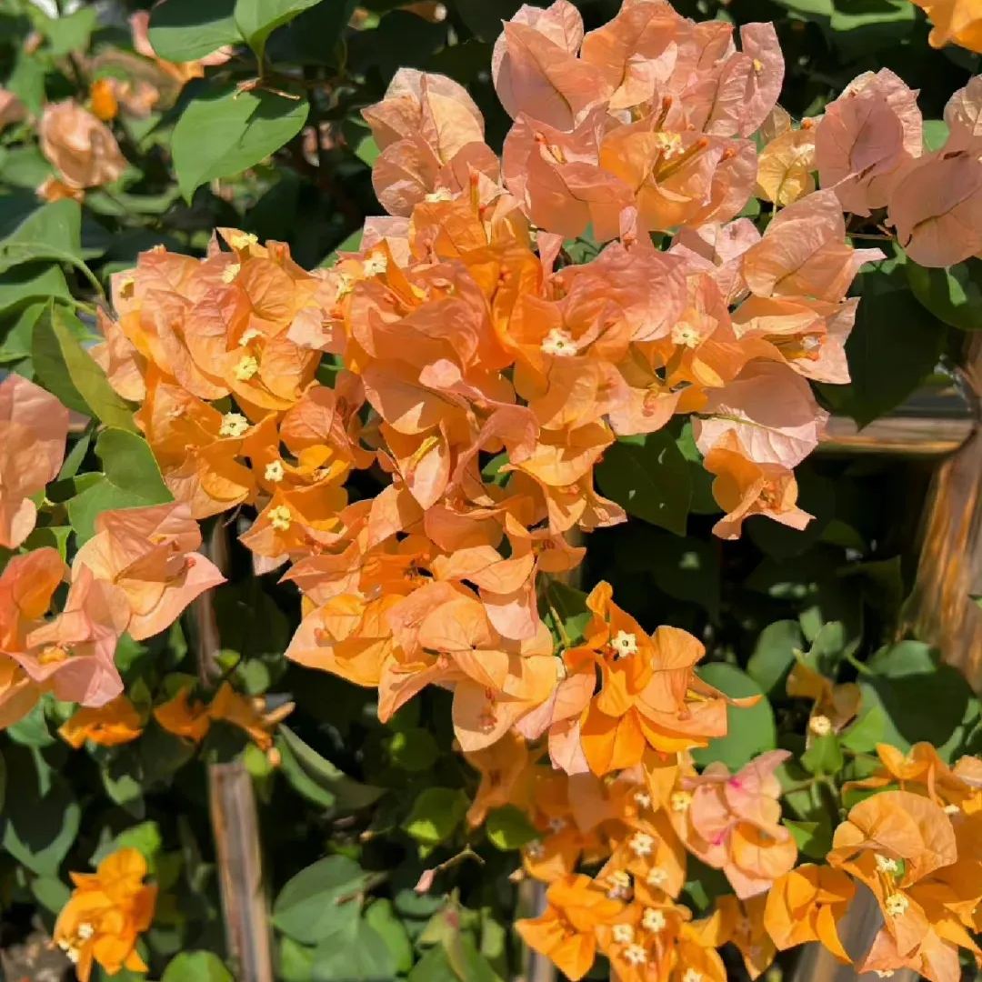 Mixed Colors Bougainvillea Seeds Perennial Ornamental