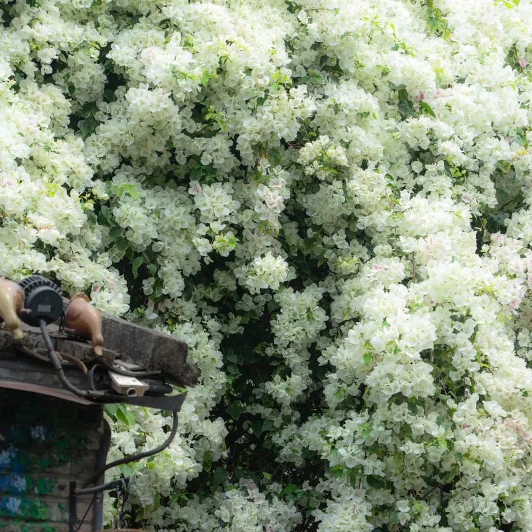 Mixed Colors Bougainvillea Seeds Perennial Ornamental