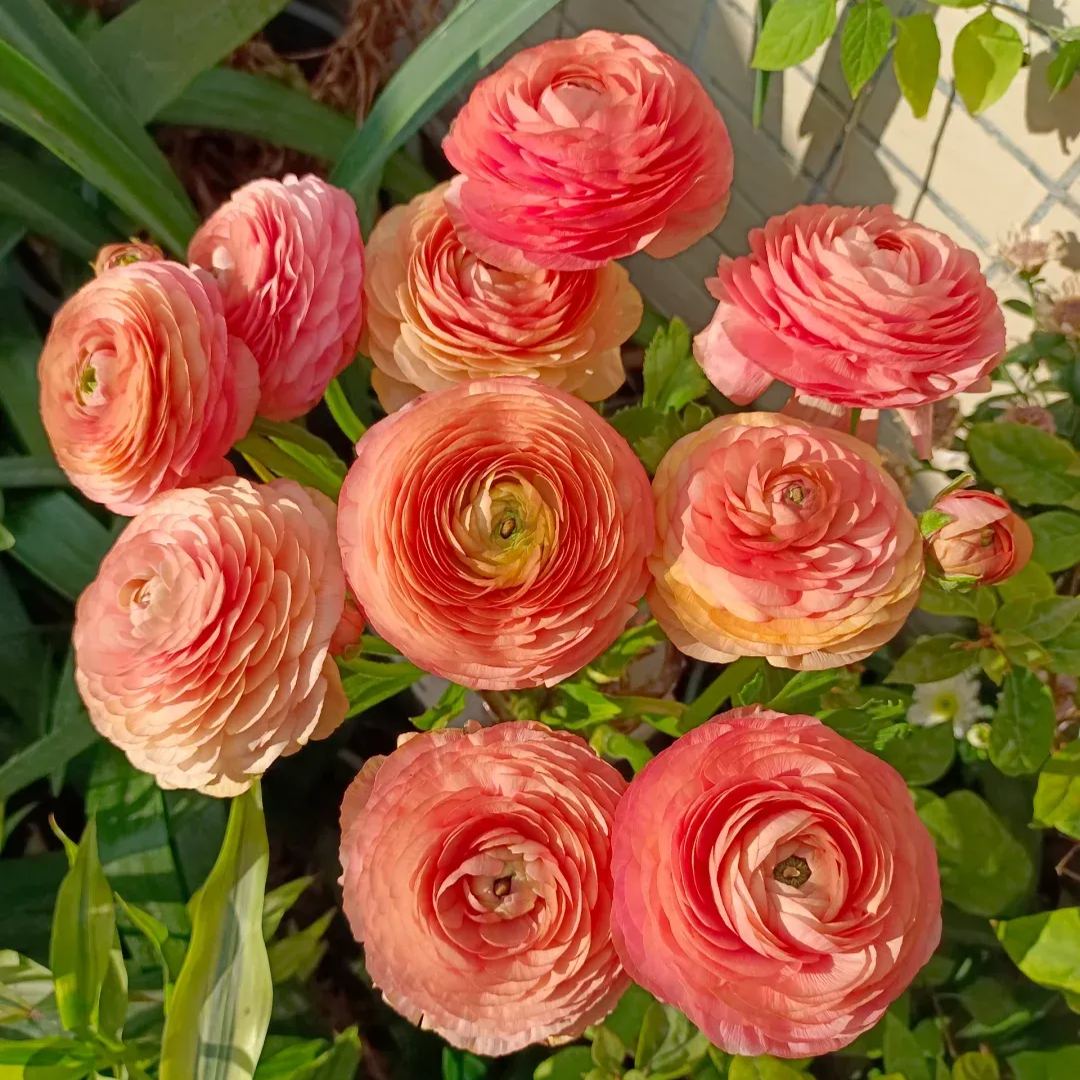 🌸 Perennials Ranunculus  Mixed color Plants  - Home Garden Flower Seeds