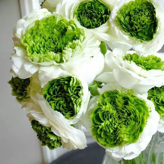 🌸 Perennials Ranunculus  Mixed color Plants  - Home Garden Flower Seeds