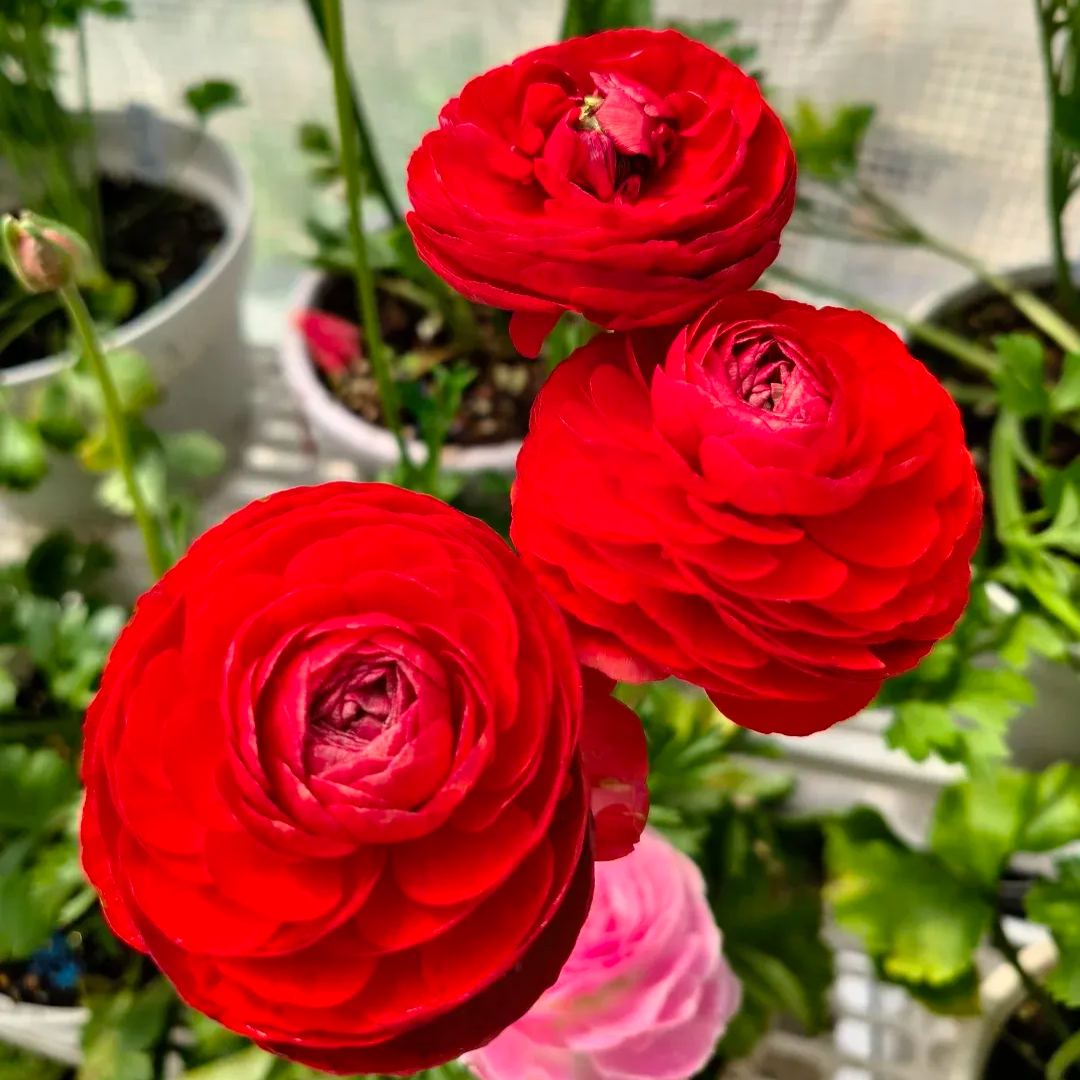 🌸 Perennials Ranunculus  Mixed color Plants  - Home Garden Flower Seeds