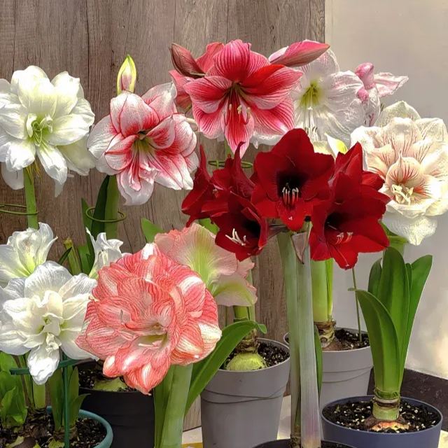 Amaryllis Bulbs