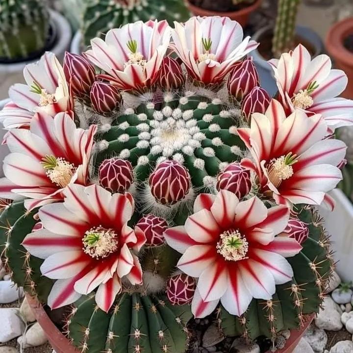 🌵Cactus Flowers Seeds