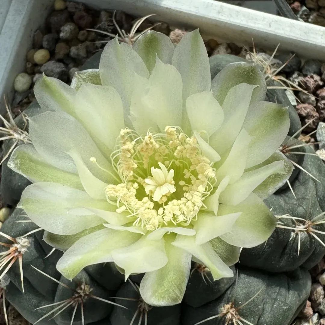 🌵Cactus Flowers Seeds