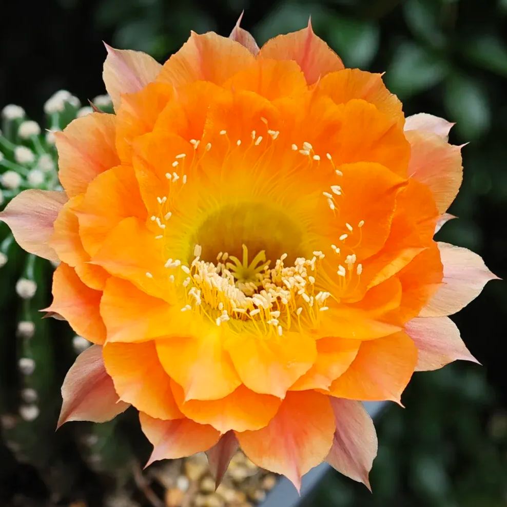 🌵Cactus Flowers Seeds