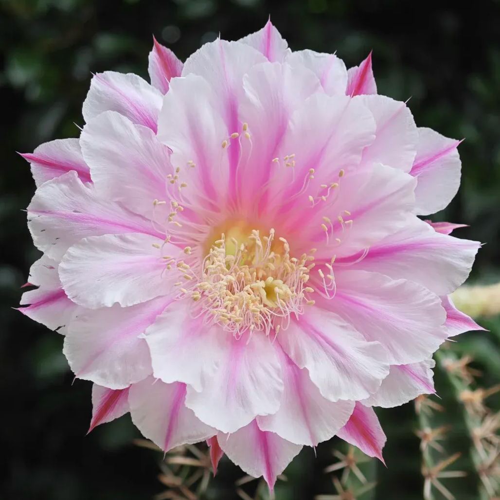 🌵Cactus Flowers Seeds