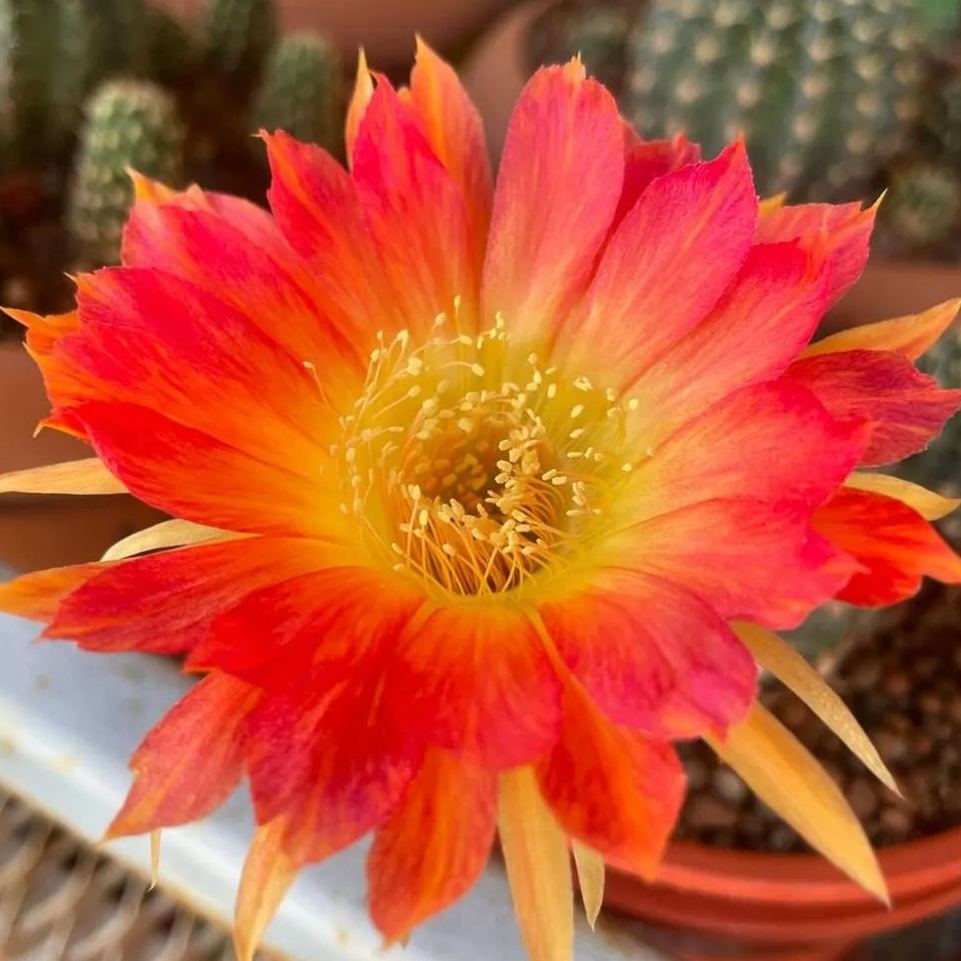 🌵Cactus Flowers Seeds