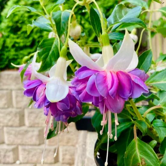 🧚‍♀️Fuchsia Flower Seeds-The fairy flower