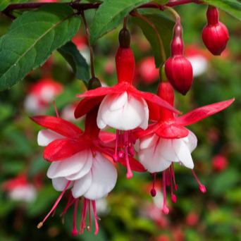 🧚‍♀️Fuchsia Flower Seeds-The fairy flower