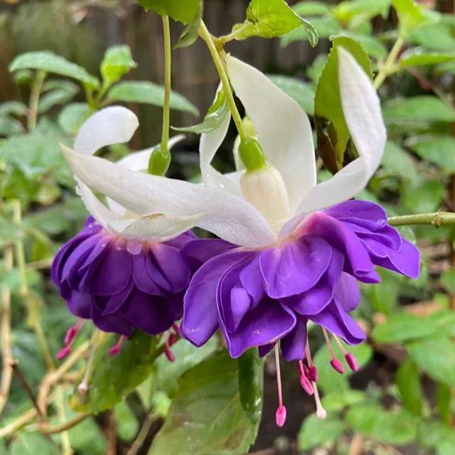 🧚‍♀️Fuchsia Flower Seeds-The fairy flower