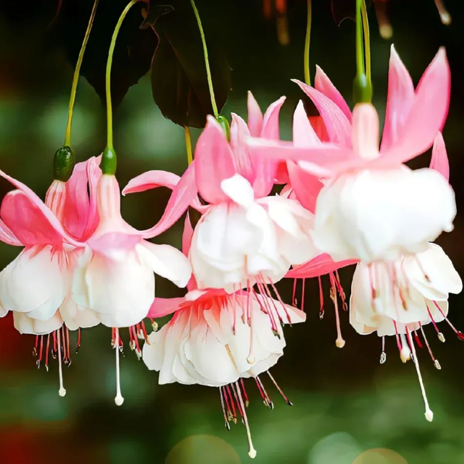 🧚‍♀️Fuchsia Flower Seeds-The fairy flower