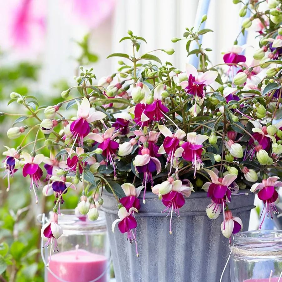 🧚‍♀️Fuchsia Flower Seeds- The fairy flower