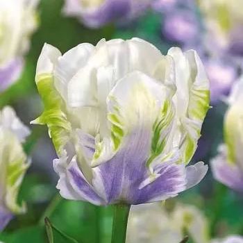 🌷Double  Feather Tulips Bulbs