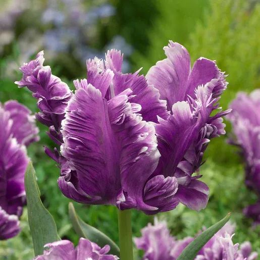 🌷Double  Feather Tulips Bulbs