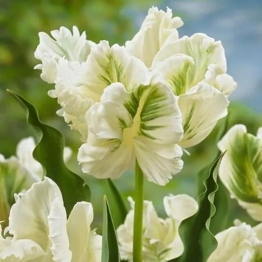 🌷Double  Feather Tulips Bulbs