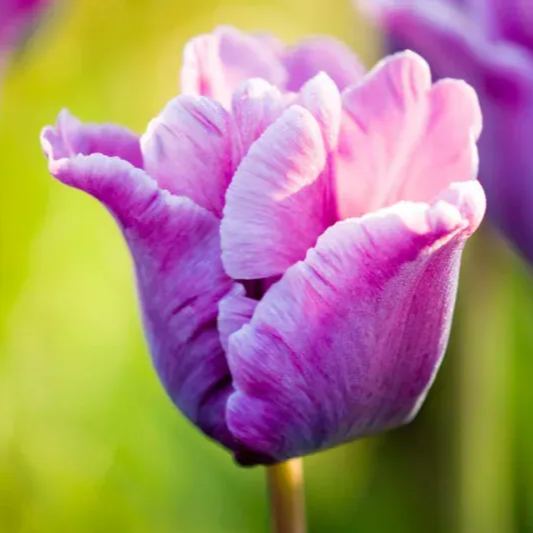 🌷Double  Feather Tulips Bulbs