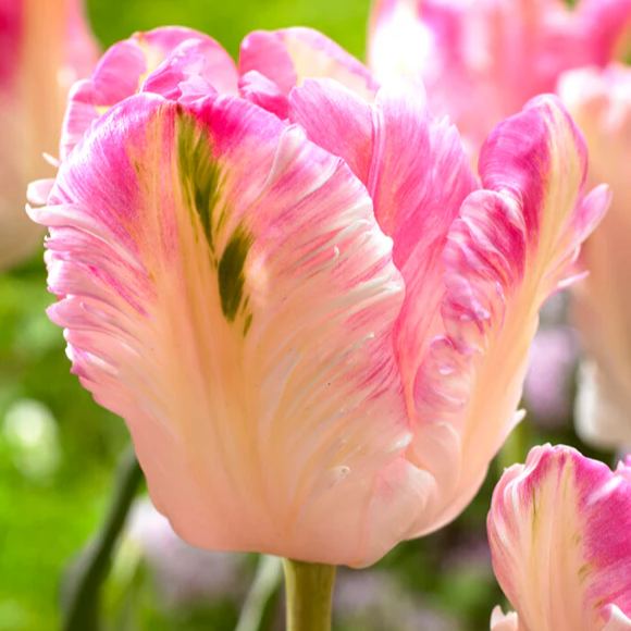 🌷Double  Feather Tulips Bulbs