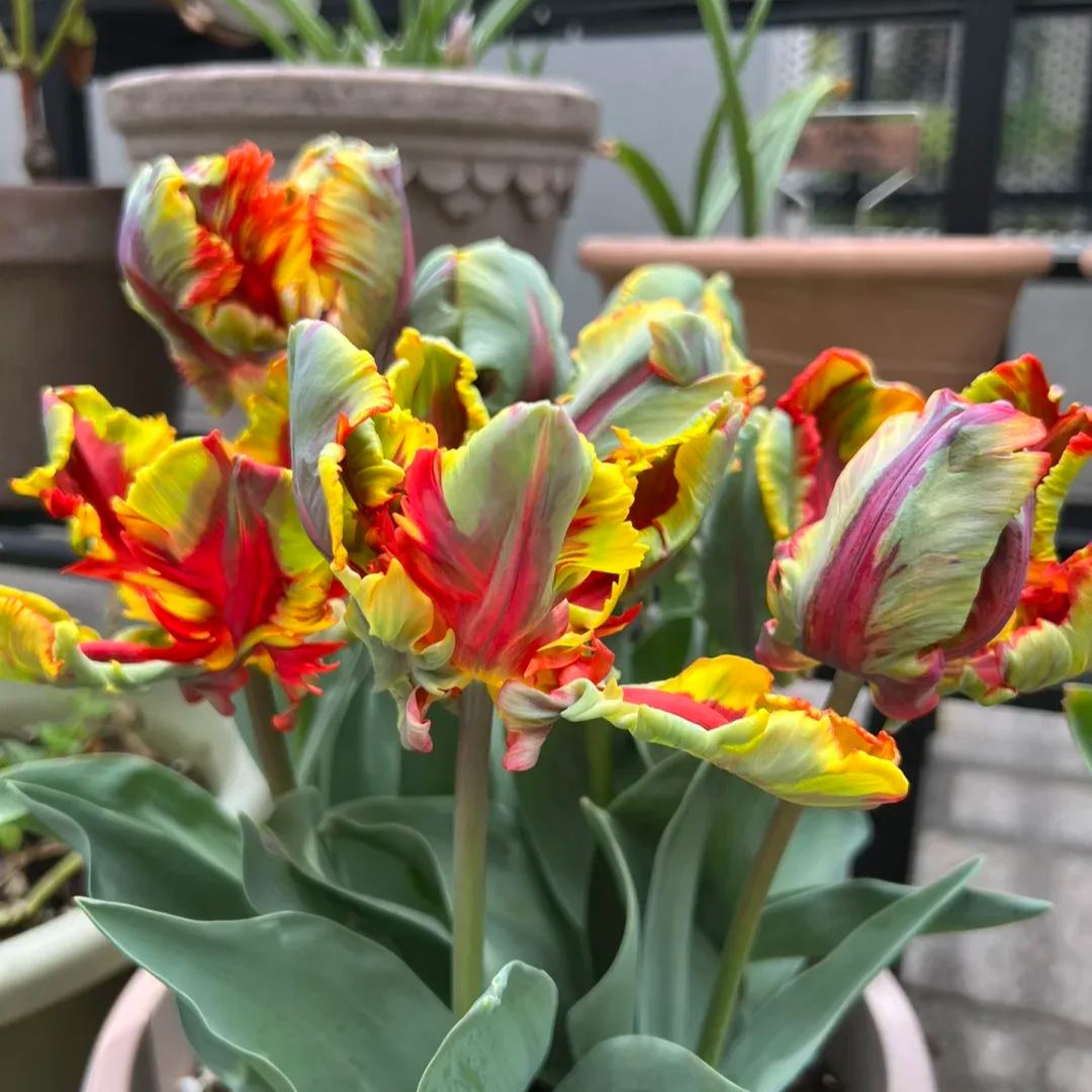 🌷Double  Feather Tulips Bulbs
