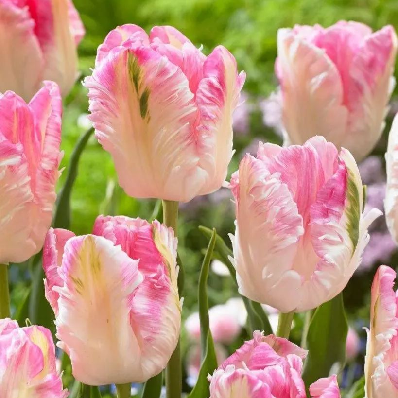 🌷Double  Feather Tulips Bulbs