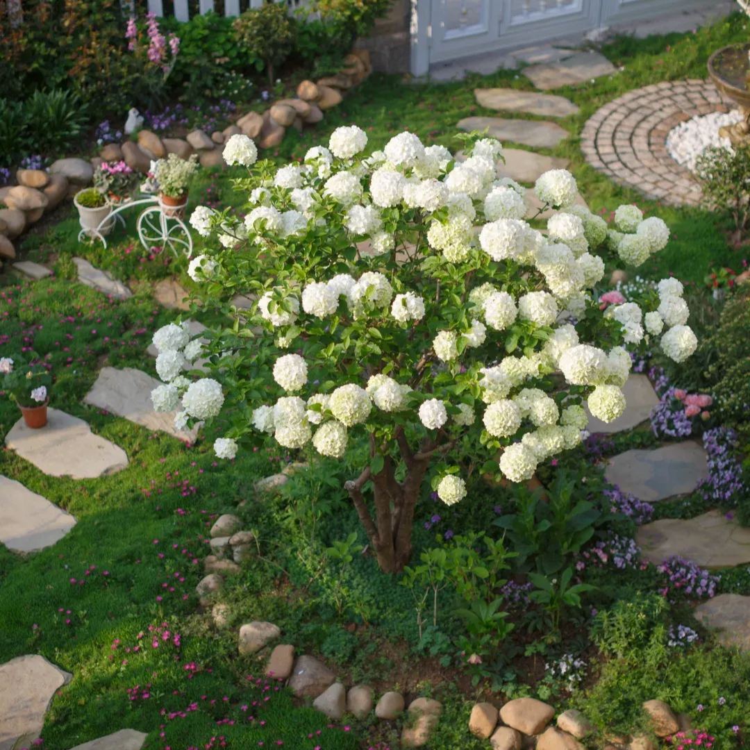 🔥Limited Time Special Offer🎉Viburnum macrocephalum